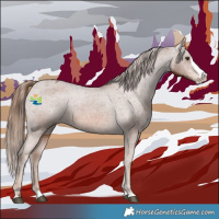 Horse Color:Chestnut Splash Appaloosa 