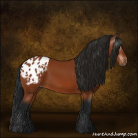 Horse Color:Gray Bay Appaloosa 