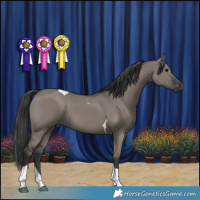 Horse Color:Grullo Tobiano