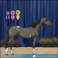 Horse Color:Grullo Tobiano 