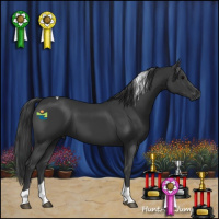 Horse Color:Black Tobiano 