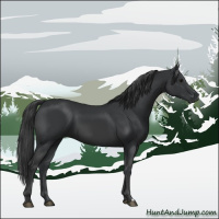 Horse Color:Black 