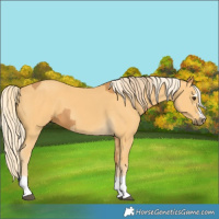 Horse Color:Chestnut  and Palomino 