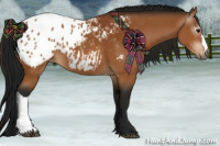 Horse Color:Gray Bay Appaloosa 