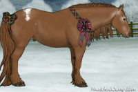 Horse Color:Gray Chestnut Appaloosa 