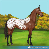 Horse Color:Gray Bay Appaloosa 