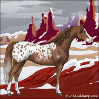 Horse Color:Chestnut Splash Appaloosa 