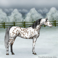 Horse Color:Gray Liver Red Dun Appaloosa 
