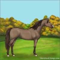 Horse Color:Liver Red Dun