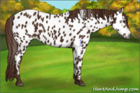 Horse Color:Gray Chestnut Appaloosa 