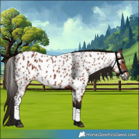 Horse Color:Gray Bay Appaloosa 