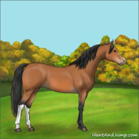 Horse Color:Bay 