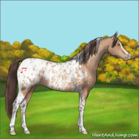Horse Color:Amber Champagne Sabino Tobiano Appaloosa  and Amber Champagne Sabino Tobiano Appaloosa Rabicano 