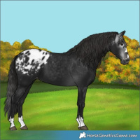 Horse Color:Gray Black Appaloosa 