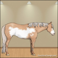 Horse Color:Silver Amber Champagne Frame 