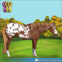 Horse Color:Gray Chestnut Blanket 