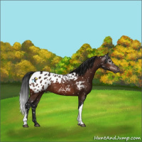 Horse Color:Gray Bay Appaloosa