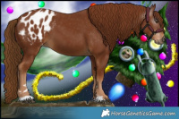 Horse Color:Gray Chestnut Appaloosa 