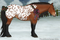 Horse Color:Gray Bay Appaloosa