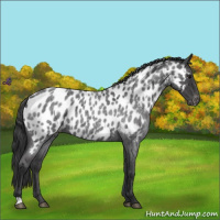 Horse Color:Blue Roan Appaloosa 