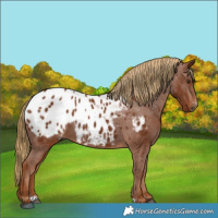 Horse Color:Gray Chestnut Appaloosa 