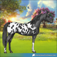 Horse Color:Gray White Spotted Liver Chestnut Tobiano Near Leopard 
