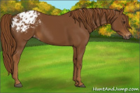 Horse Color:Gray Chestnut Appaloosa