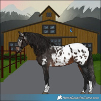 Horse Color:Gray Bay Tobiano Appaloosa 