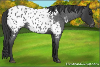 Horse Color:Blue Roan Near Leopard 