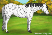 Horse Color:Blue Roan Leopard