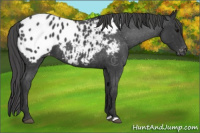 Horse Color:Blue Roan Appaloosa 
