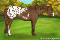 Horse Color:Gray Chestnut Appaloosa 