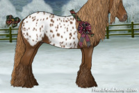 Horse Color:Gray Chestnut Appaloosa 