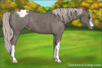 Horse Color:Silver Black Appaloosa 