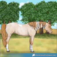 Horse Color:Red Roan Pearl Tobiano Frame 