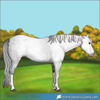 Horse Color:Gray Blue Roan Splash 