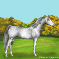 Horse Color:Gray White Spotted Liver Chestnut 