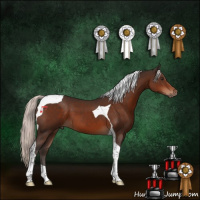 Horse Color:Silver Brown Tobiano 