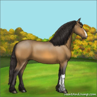 Horse Color:Buckskin 