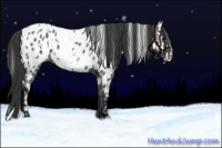 Horse Color:Blue Roan Snowflake Varnish  and Blue Roan Near Leopard 