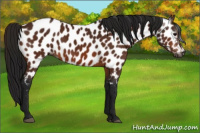 Horse Color:Gray Bay Appaloosa 