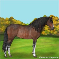 Horse Color:Brown Rabicano  and Brown Rabicano 