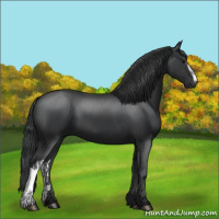 Horse Color:Black  and Black 