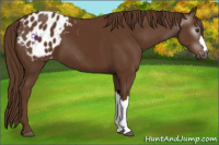 Horse Color:Gray Chestnut Appaloosa 