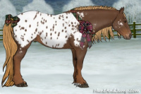 Horse Color:Gray Chestnut Appaloosa
