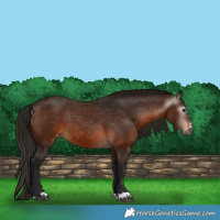 Horse Color:Gray Bay Appaloosa 