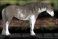 Horse Color:Smoky Black Sabino 