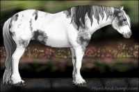 Horse Color:White Spotted Black Splash Tobiano Frame Appaloosa 