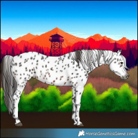 Horse Color:Gray Brown Leopard 