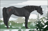 Horse Color:Black 